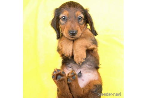 成約済の東京都のカニンヘンダックスフンド(ロングヘアード)-188153の4枚目